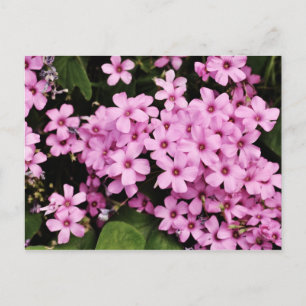 Klöverblommor - vykort