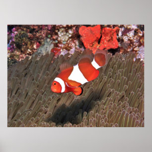 Klovfisk av Raja Ampat Poster