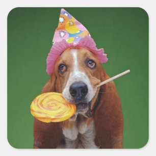 Klubba för Bassethundfödelsedag Fyrkantigt Klistermärke