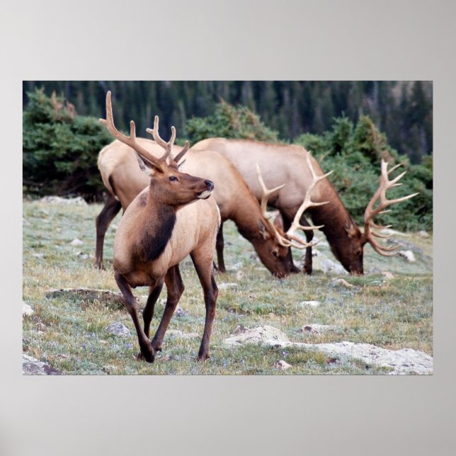 Klubben Elks Poster (Framsidan)