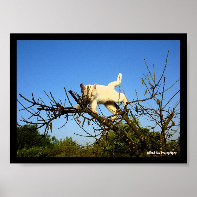 Klumpig vit kattunge i mandelträd poster (Framsidan)