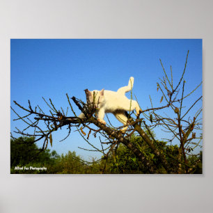Klumpig vit kattunge i mandelträd poster