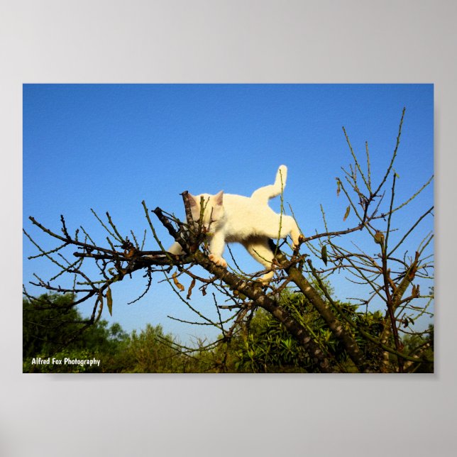 Klumpig vit kattunge i mandelträd poster (Framsidan)