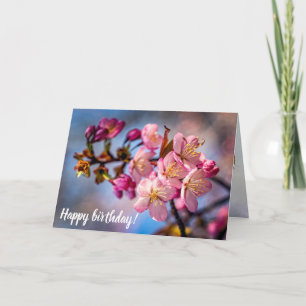 Kluster av Blommar av Sakura Cherry i Vinden Kort