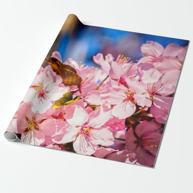 Kluster av Blommar för Rosa Cherry, Blå himmel Presentpapper (Utrullad)