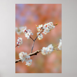 Kluster av japanska aprikosblommor poster