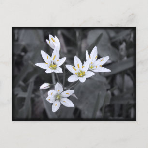 Kluster av jokblommor, makro-fotokort vykort