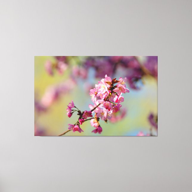 Kluster Av Körsbärsblommor På Grönt, Blått, Lila Canvastryck (Framsida)