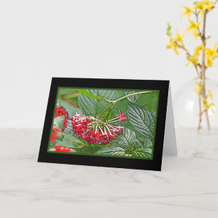 KLUSTER AV RED PENTAS LANCEOLATA/STAR FLOWER CARD KORT