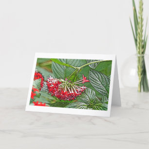 KLUSTER AV RED PENTAS LANCEOLATA /STAR FLOWER KORT