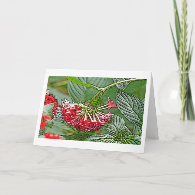 KLUSTER AV RED PENTAS LANCEOLATA /STAR FLOWER KORT (Framsida)