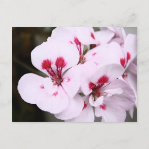 Kluster av Söt White- och Rosa Geranium-Blommar Vykort