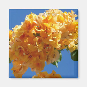 Kluster av Stor Blomsterbougainvillea Tropisk Blom Magnet