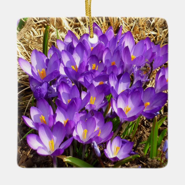 Kluster för Lila Crocuses Vår Blommigt Julgransprydnad Keramik (Framsida)