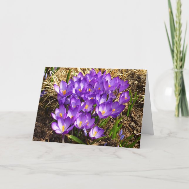 Kluster för Lila Crocuses Vår Blommigt Kort (Framsida)