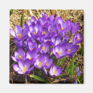 Kluster för Lila Crocuses Vår Blommigt Magnet