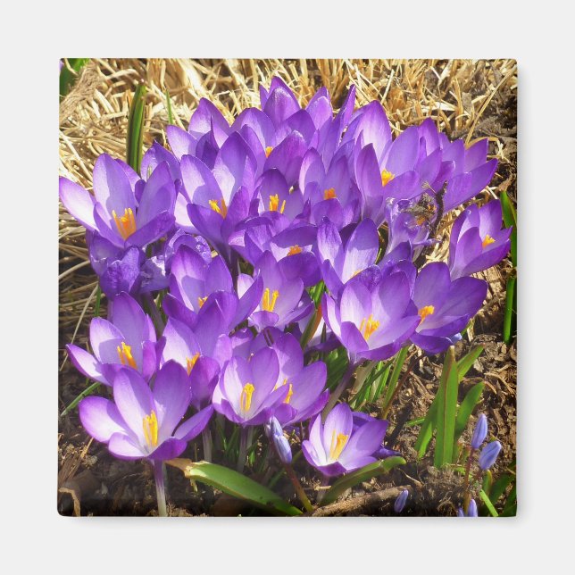 Kluster för Lila Crocuses Vår Blommigt Magnet (Framsidan)