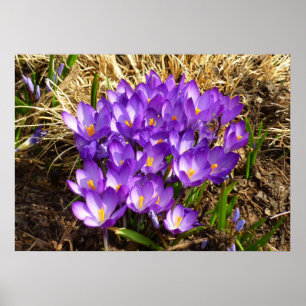 Kluster för Lila Crocuses Vår Blommigt Poster