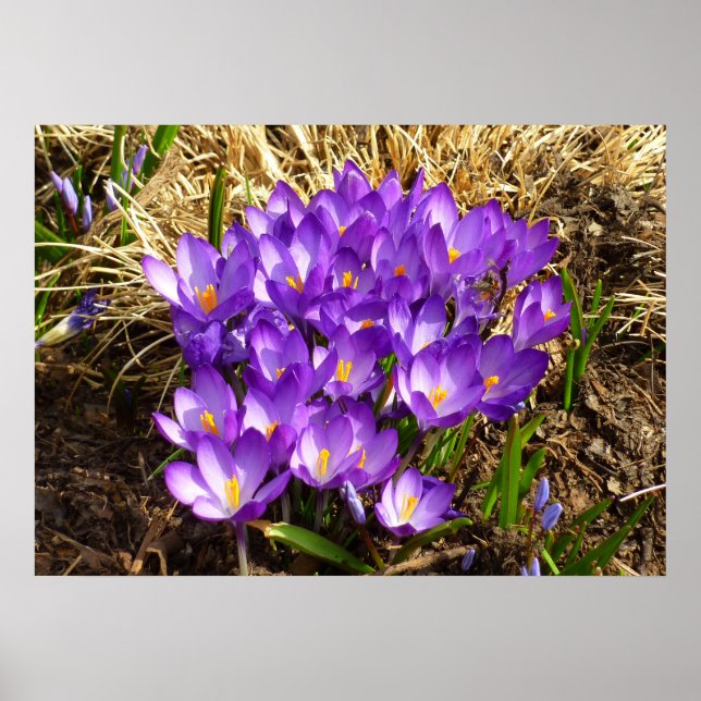 Kluster för Lila Crocuses Vår Blommigt Poster (Framsidan)