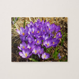 Kluster för Lila Crocuses Vår Blommigt Pussel