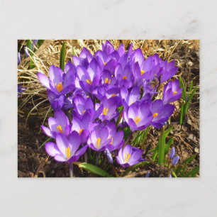 Kluster för Lila Crocuses Vår Blommigt Vykort