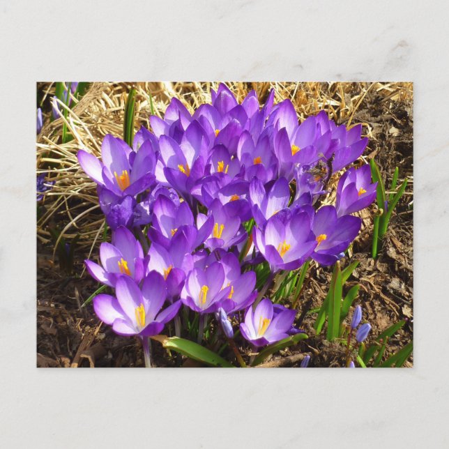 Kluster för Lila Crocuses Vår Blommigt Vykort (Framsida)