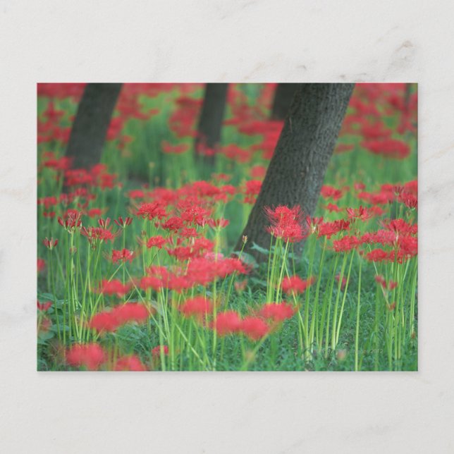 Klusteramaryllis Vykort (Framsida)