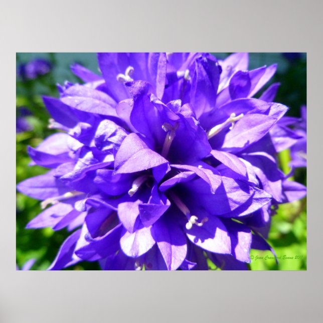 Klusterblomma (Campanula glomerata Superba) Poster (Framsidan)