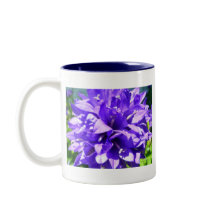 Klusterblomma (Campanula glomerata Superba)