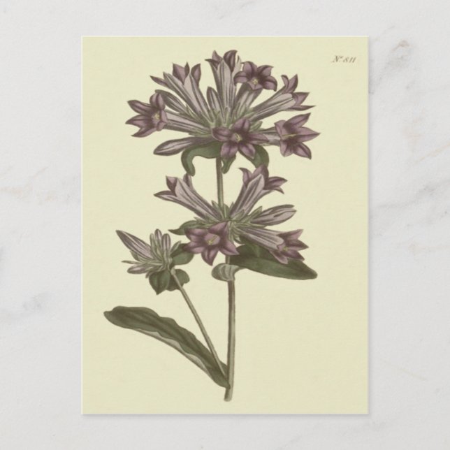 Klusterblomster Botanisk Illustration Vykort (Framsida)