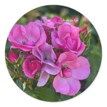 Klustret av lavender Rosa ros