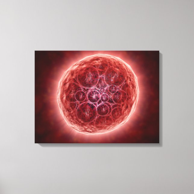 Klustret Blastomeres som bildar en morula Canvastryck (Framsida)