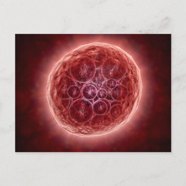 Klustret Blastomeres som bildar en morula Vykort (Framsida)