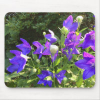 Klustret Campanula (Blue Balloon Flowers) —