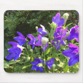 Klustret Campanula (Blue Balloon Flowers) — Musmatta