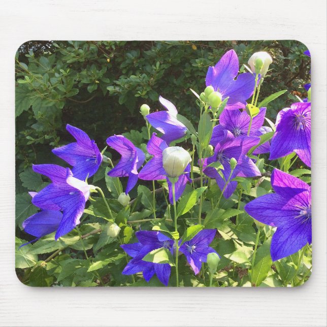 Klustret Campanula (Blue Balloon Flowers) — Musmatta (Framsidan)