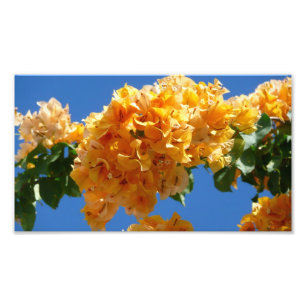 Klustret Golden Bougainvillea Blommigt Fototryck