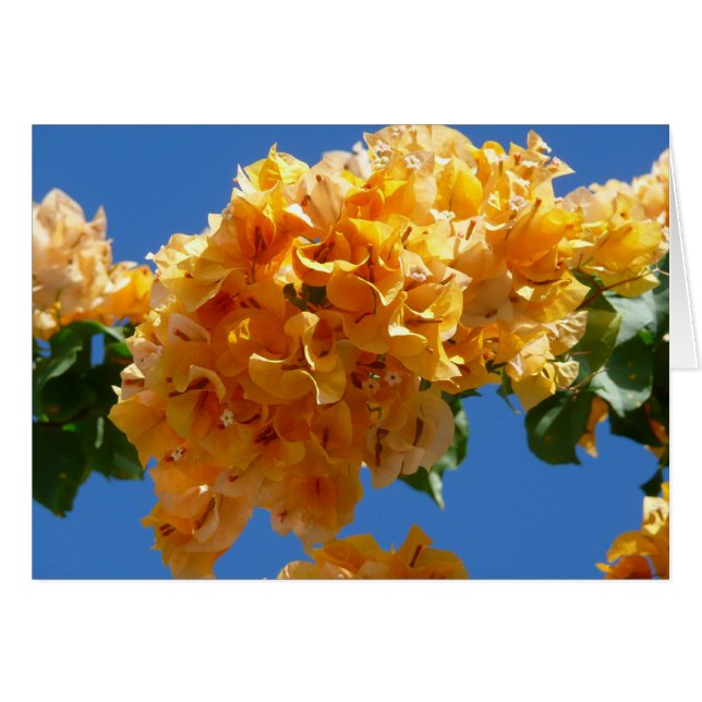 Klustret Golden Bougainvillea Blommigt Hälsningskort (Framsidan Horizontal)