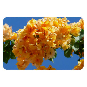 Klustret Golden Bougainvillea Blommigt Magnet