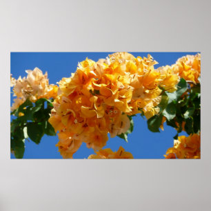 Klustret Golden Bougainvillea Blommigt Poster