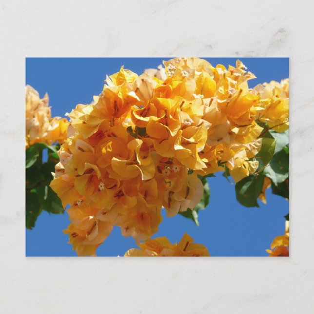 Klustret Golden Bougainvillea Blommigt Vykort (Framsida)