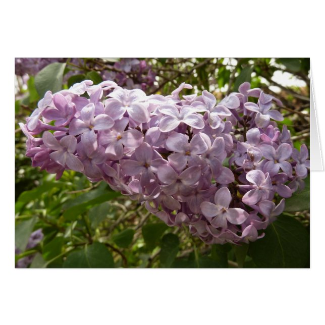 Klustret Lilac Blommar Vår Blommigt Hälsningskort (Framsidan Horizontal)