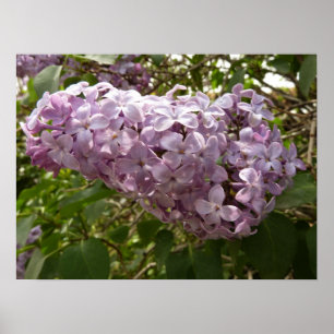 Klustret Lilac Blommar Vår Blommigt Poster