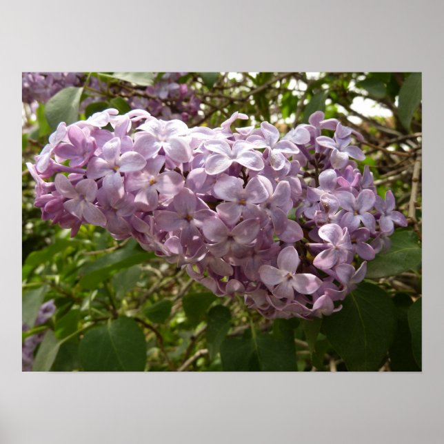 Klustret Lilac Blommar Vår Blommigt Poster (Framsidan)