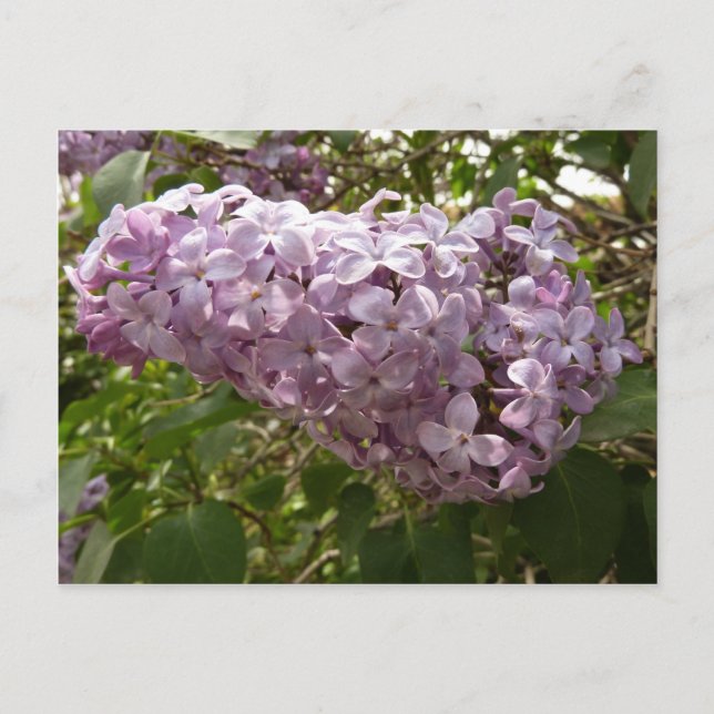 Klustret Lilac Blommar Vår Blommigt Vykort (Framsida)