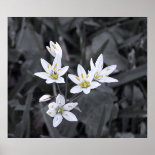 Klustret Mini Flowers Makro Photo BW/Färg Poster