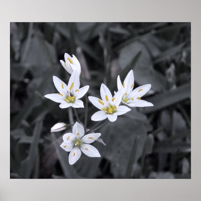Klustret Mini Flowers Makro Photo BW/Färg Poster (Framsidan)