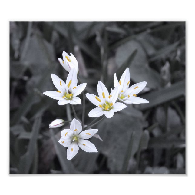 Klustret Mini Flowers Makro Photo BW/Färg Skriv ut Fototryck (Framsidan)