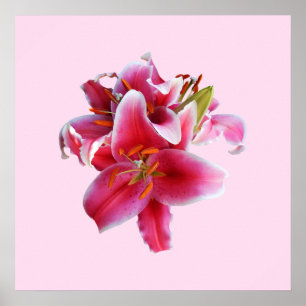 Klustret Stargazer Lilies Poster