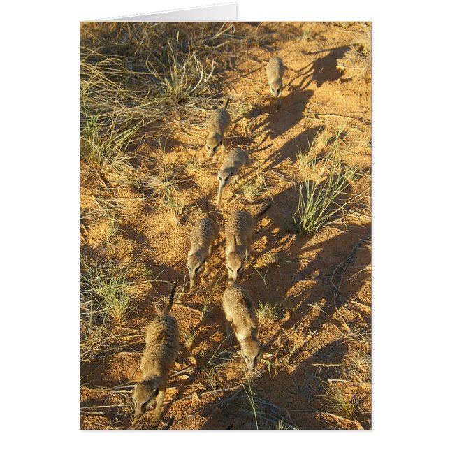 KMP-kort 10 - Moomins bi-fodrar Hälsningskort (Framsidan)